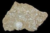 Ordovician Bryozoan (Pseudohornera) Plate - Estonia #98022-2